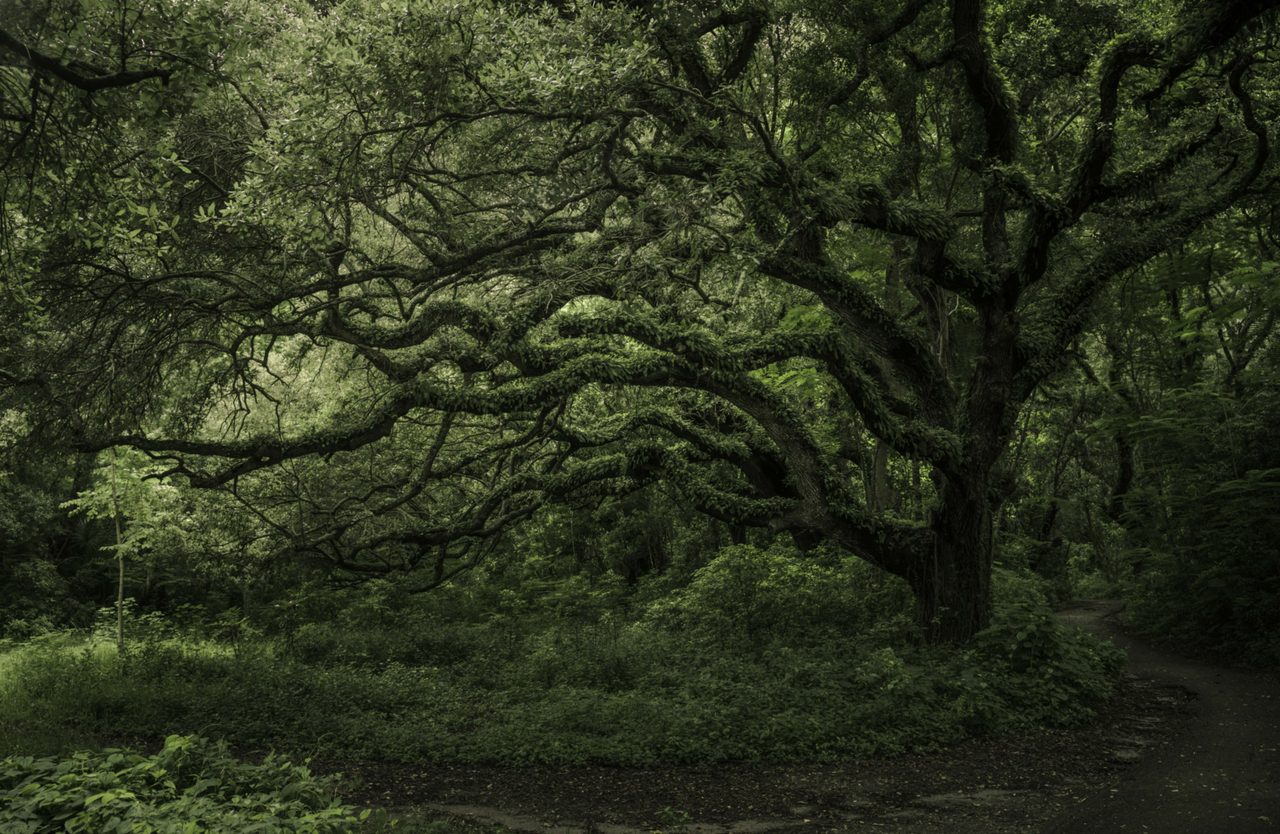 A mossy oak spreading over green undergrowth.