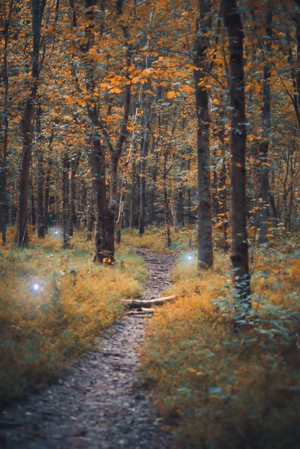 Lights drifting along an autumn path.
