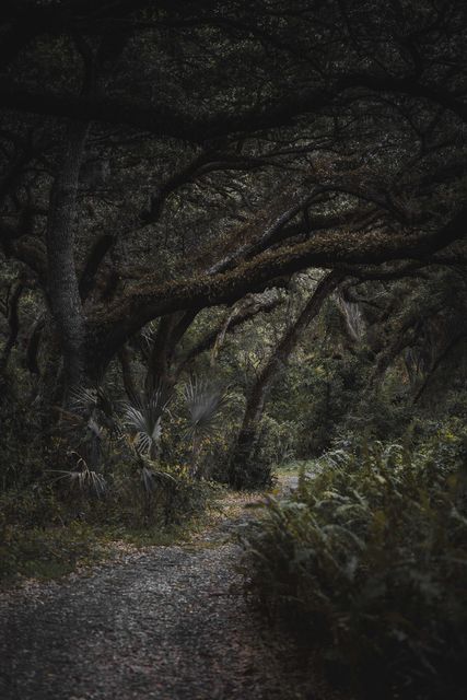 A trail under fern hung oaks.