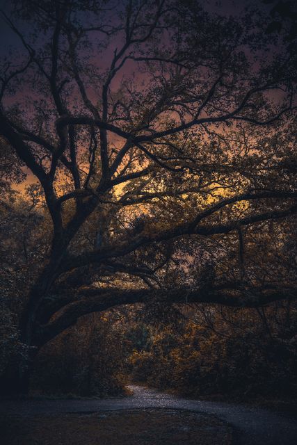 A great oak against a violet dusk.