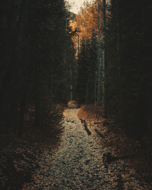 A leaf strewn path through a dark pine corridor.