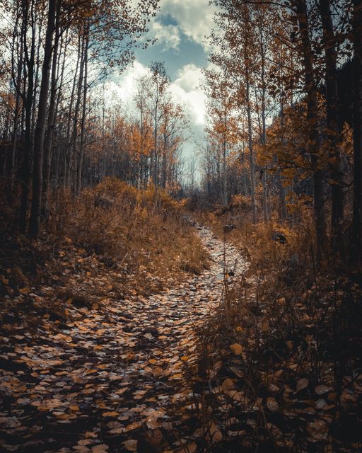 An orange wood over a curving path.