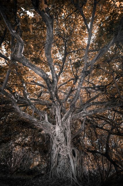 A silver limbed tree spreading overhead.