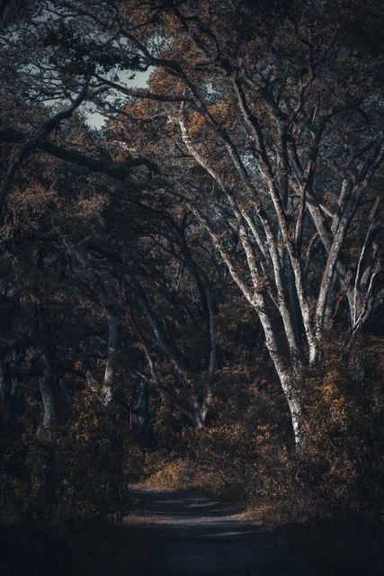 Pale trunks under a steel blue canopy.