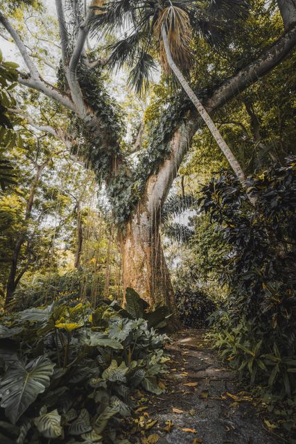 A giant vine-hung tree over a jungle path.
