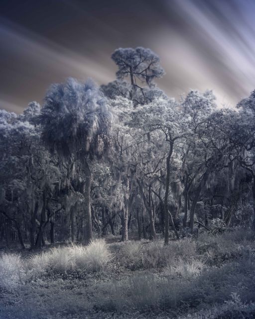 Moss hung oaks and a palm under a streaked sky, the foliage silver white.