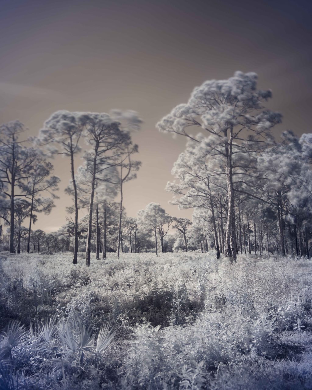 Pines standing over white scrub and saw palmetto under a tan sky.