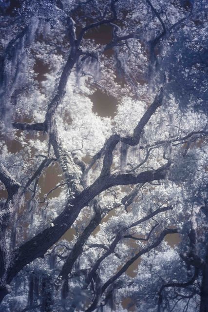 Oak limbs and hanging moss read close, white foliage against a brown sky.