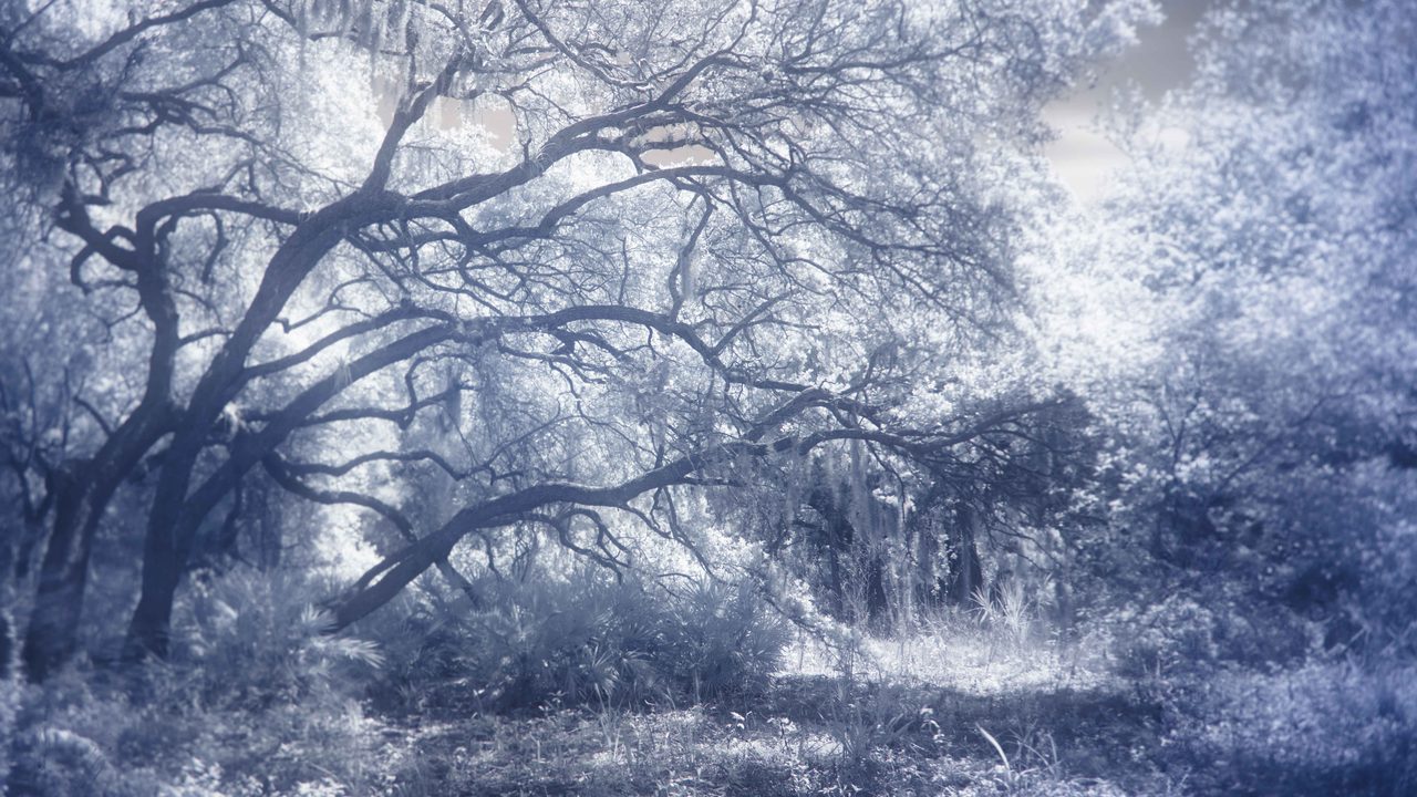 A spreading oak leaning over a meadow, its moss white against blue.