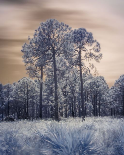 Two tall pines over palmetto under a streaked tan sky.