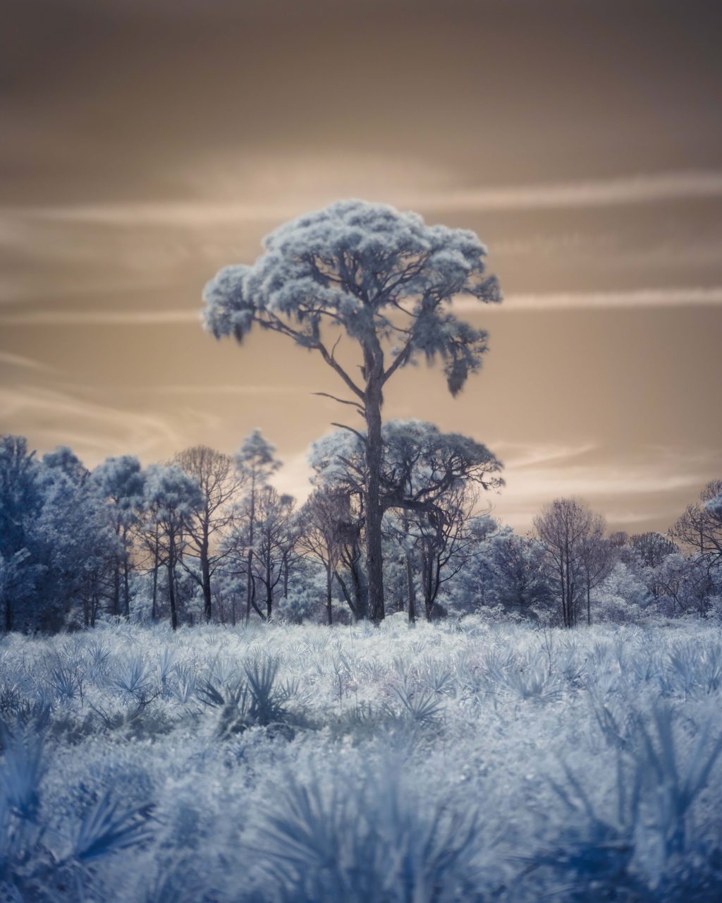 One tall pine standing over a field of pale palmetto.