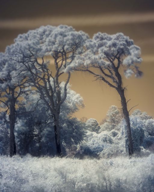 Pines with white canopies leaning across a tan sky.