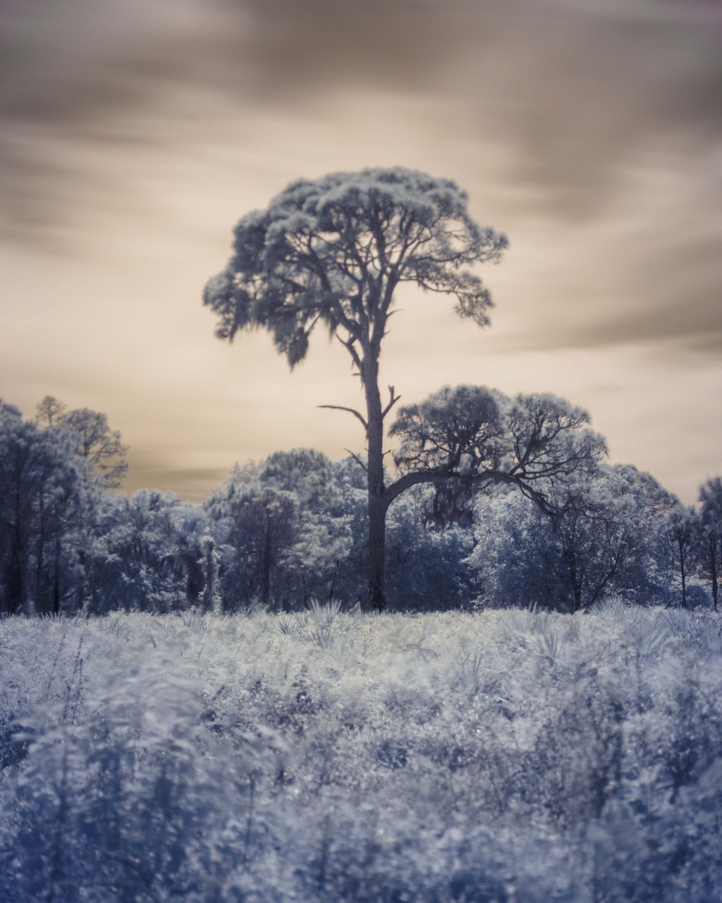 One pine standing alone over a white meadow under a tan sky.