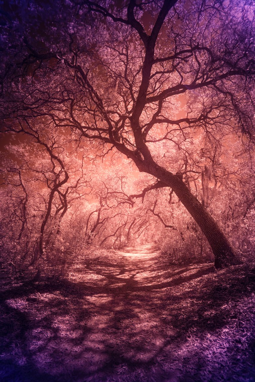 A leaning oak over a path, the distance glowing orange through violet limbs.
