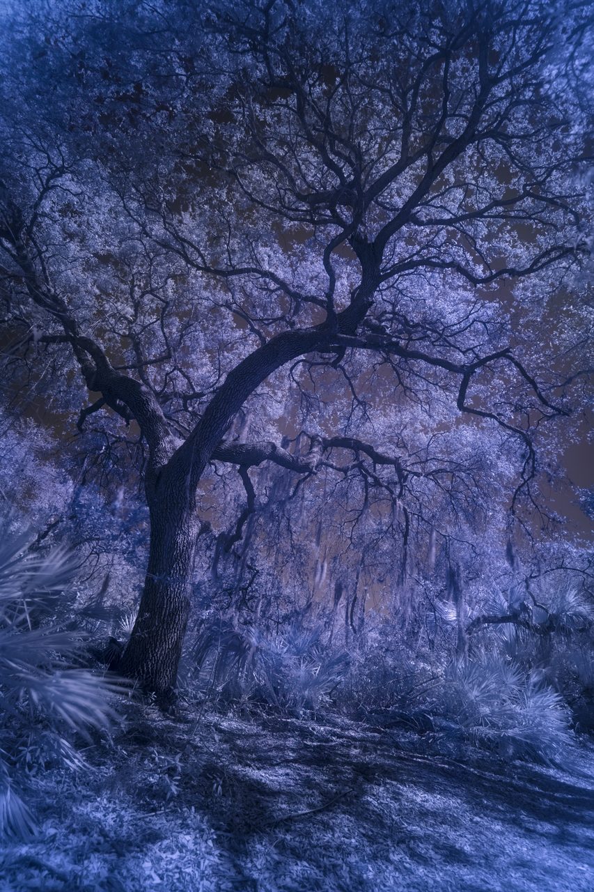 A broad oak in deep blue with moss hanging behind it.