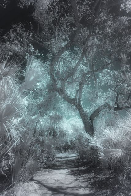 A narrow path between saw palmetto under a pale teal canopy.