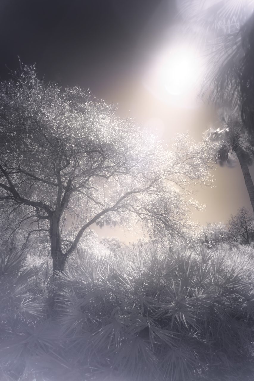 Sun burning white through a pale canopy over saw palmetto.