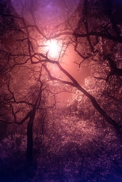 Sun burning through a tangle of limbs, the canopy magenta and the edges violet.