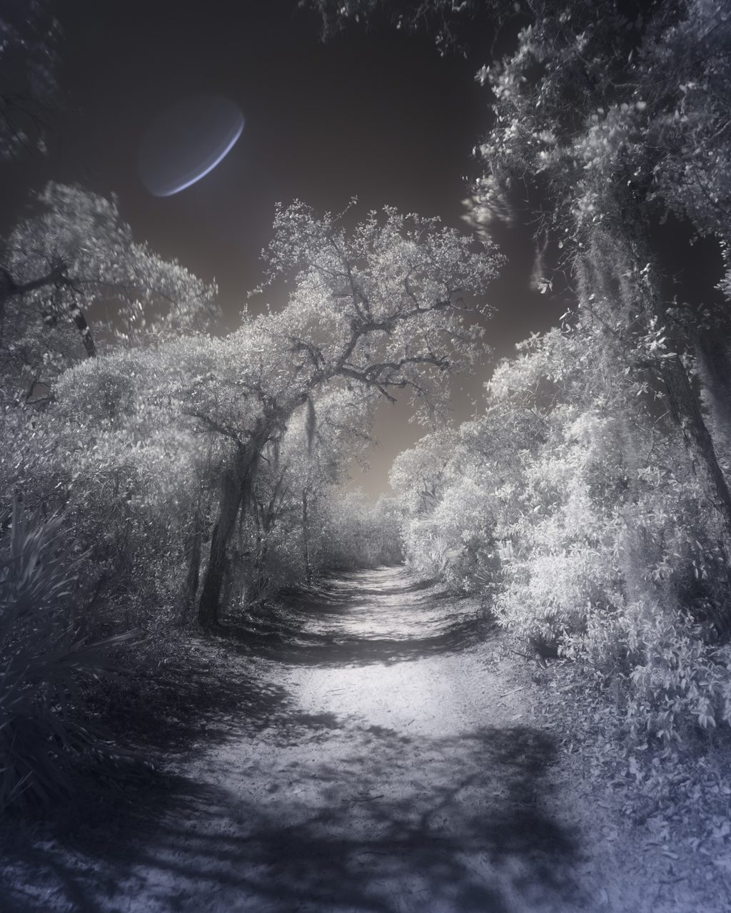 A pale sand path under overhanging trees with a crescent moon above.