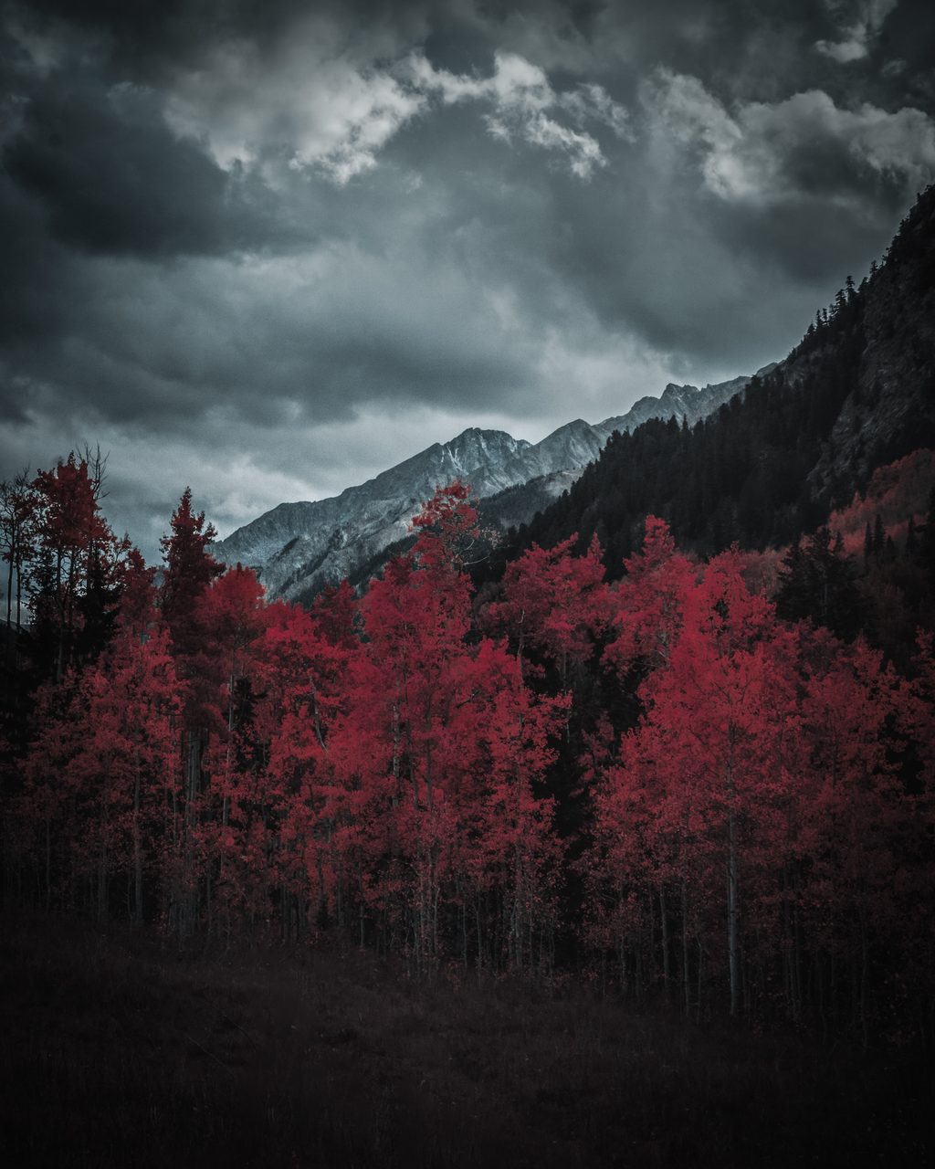 Red aspens under a storm sky and a grey peak.