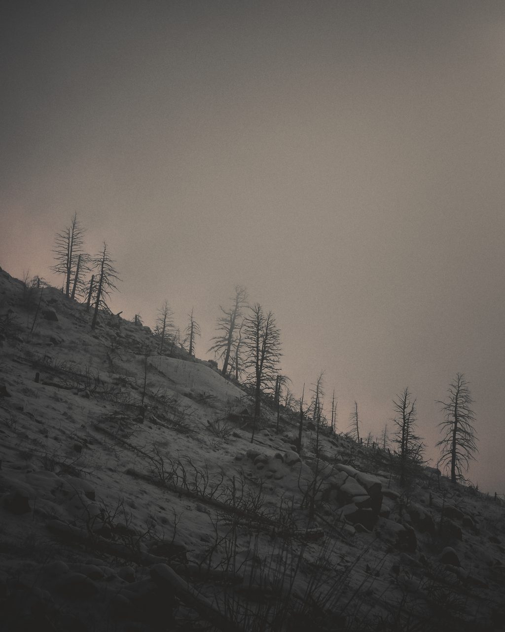 Bare burned trunks on a snowed slope in fog.