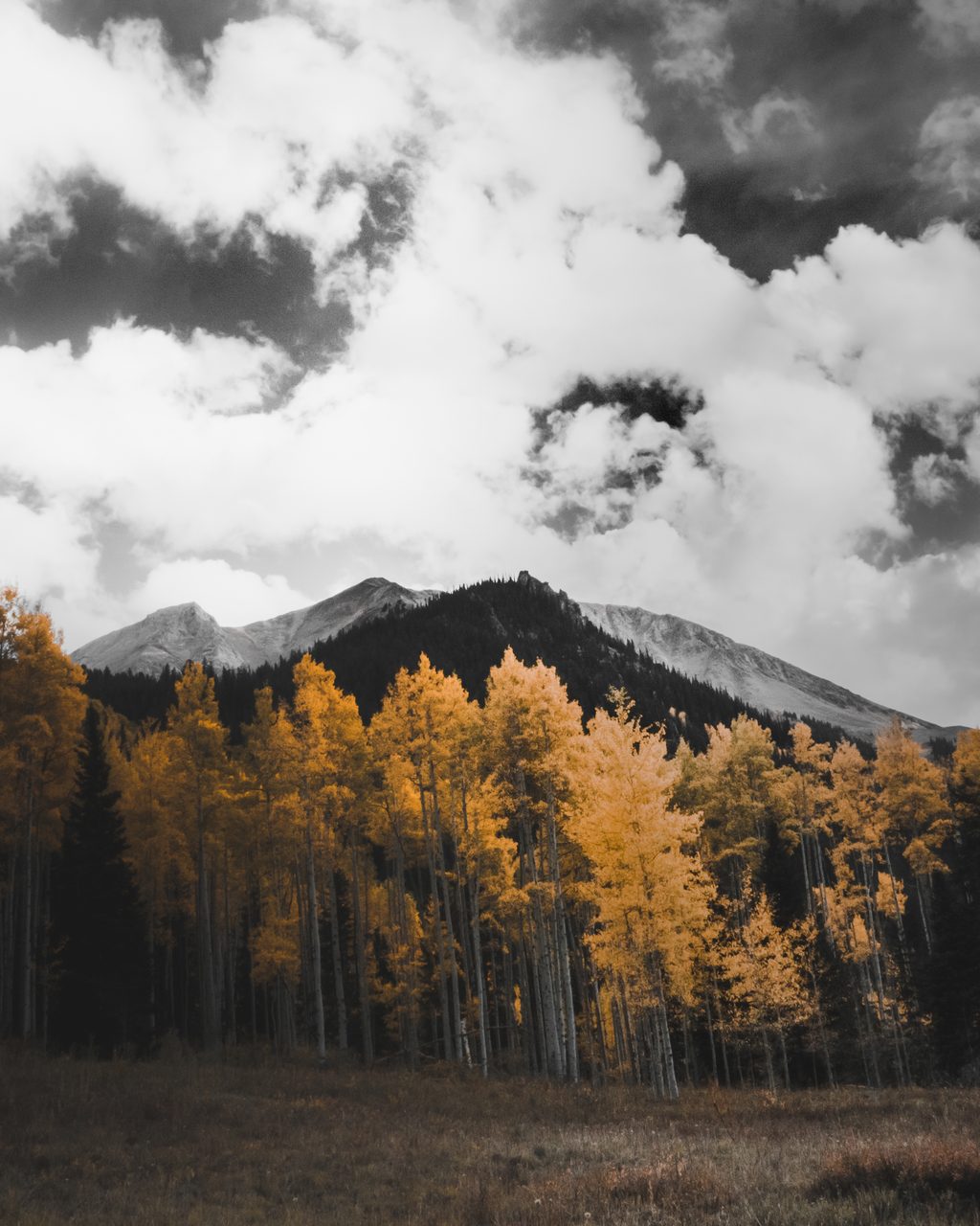 Golden aspens under a dark peak and a boiling sky.