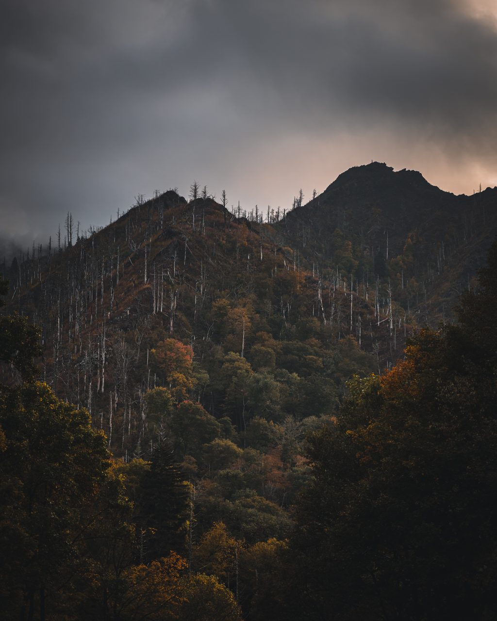 A ridge of bare snags over autumn wood under a heavy sky.