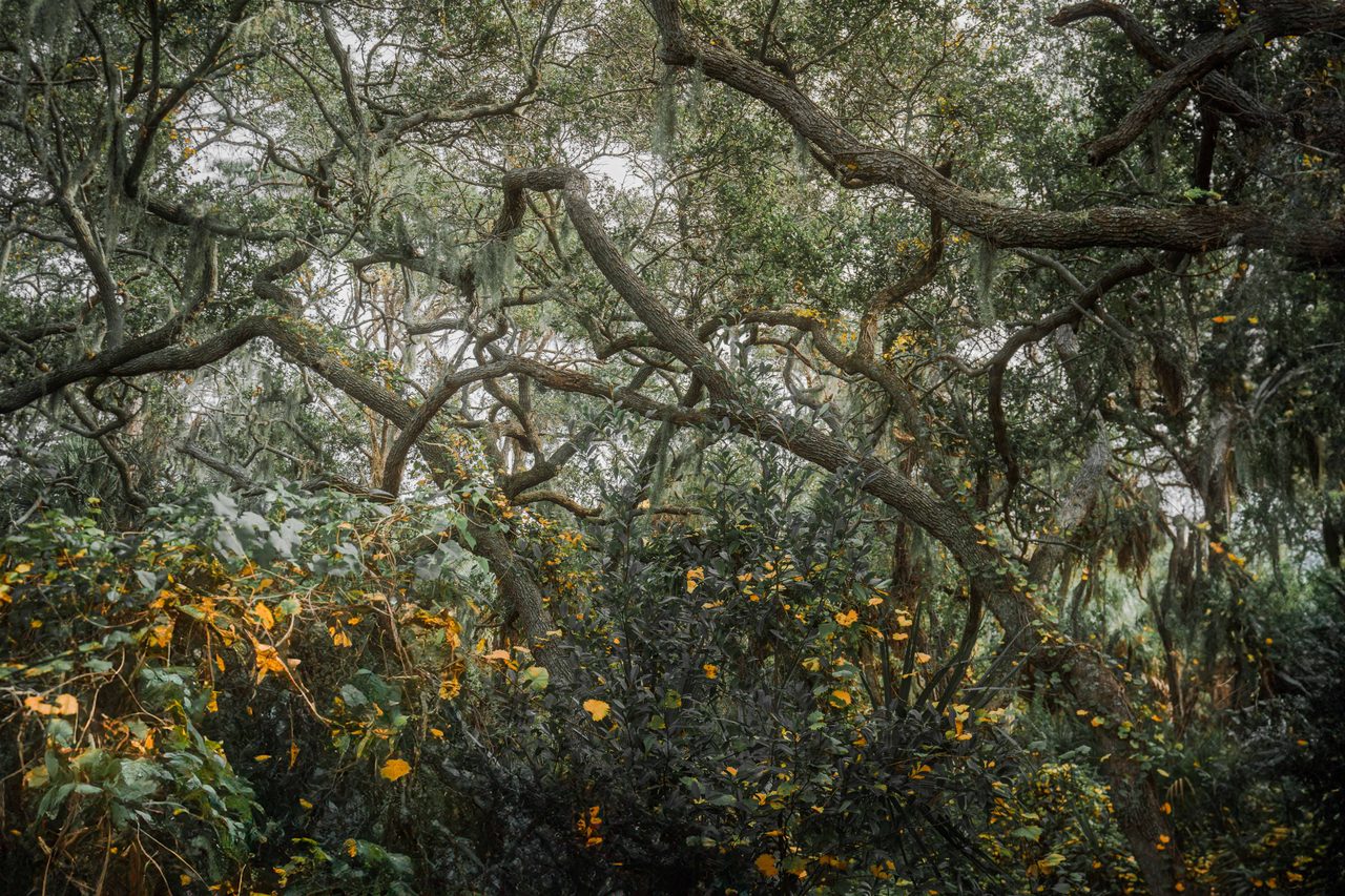 Yellow vines climbing into twisted oaks.