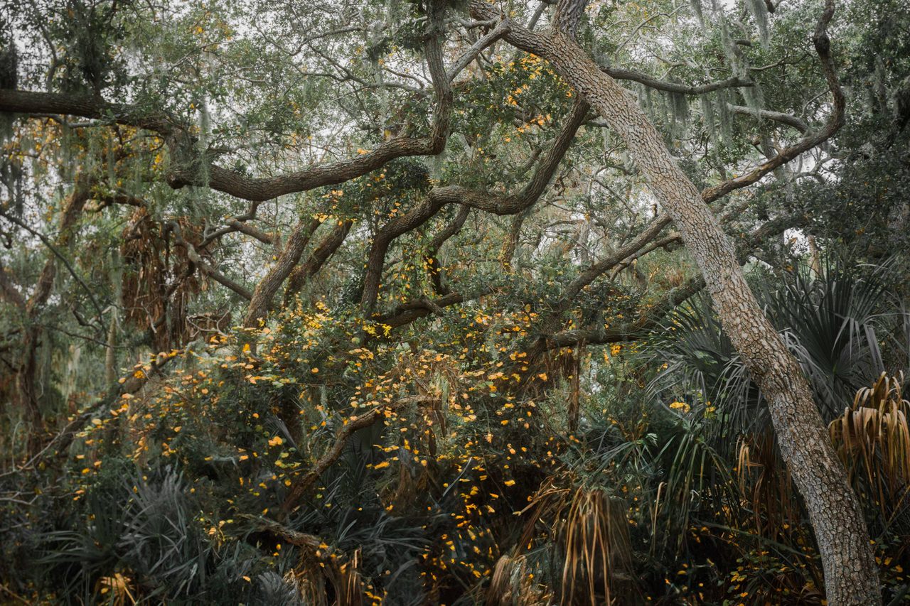 A leaning trunk over yellow leaves and moss.