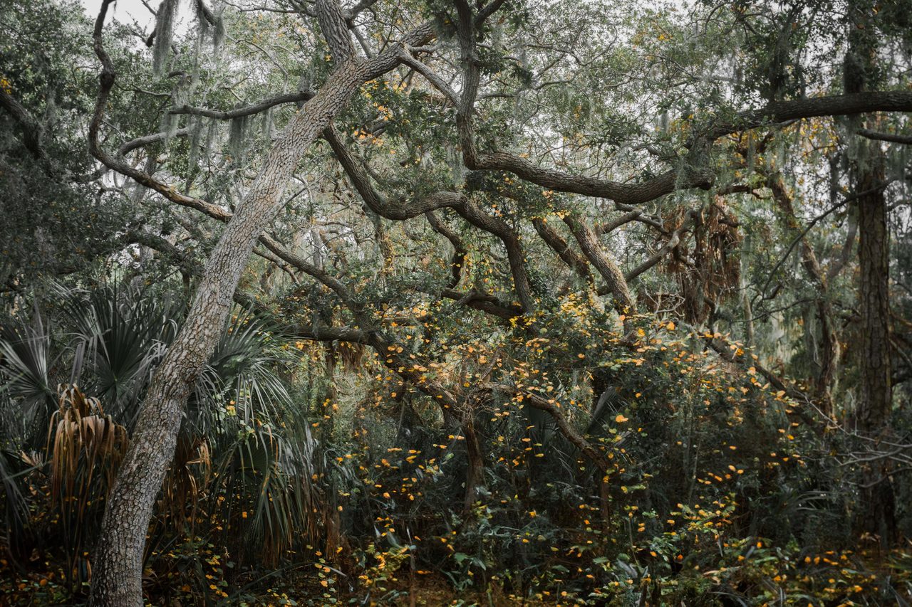 A curved oak reaching over the understory.