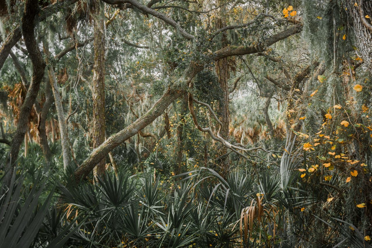 Palmetto fans under yellow leaved oaks.