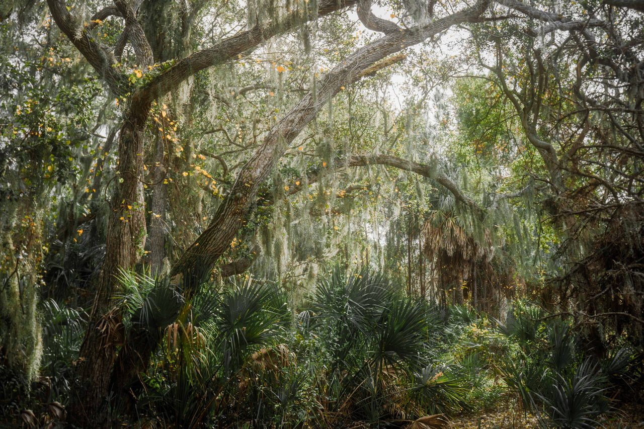 Moss hung trunks over dense palmetto.