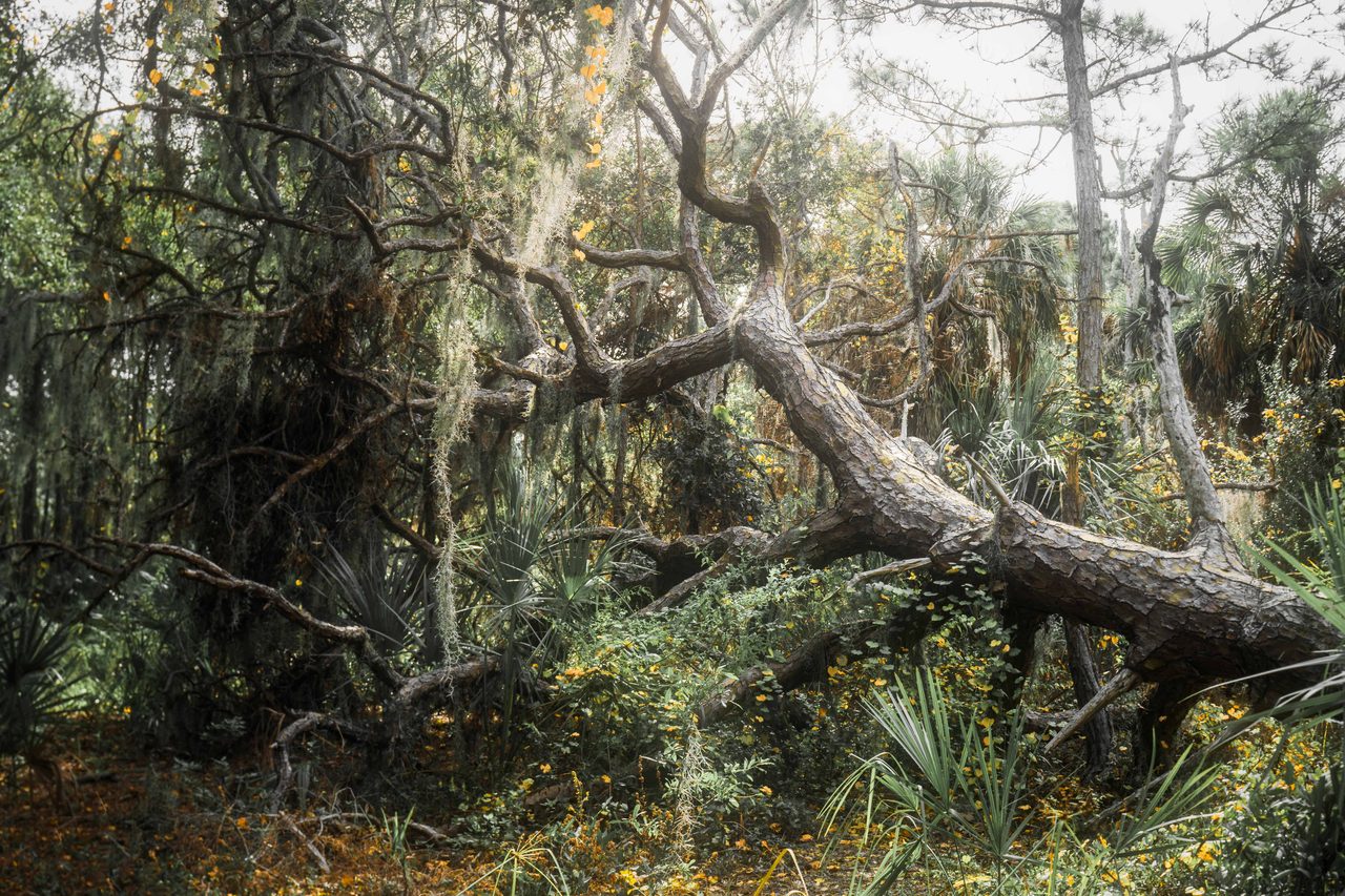 A fallen oak lying across the palmettos.
