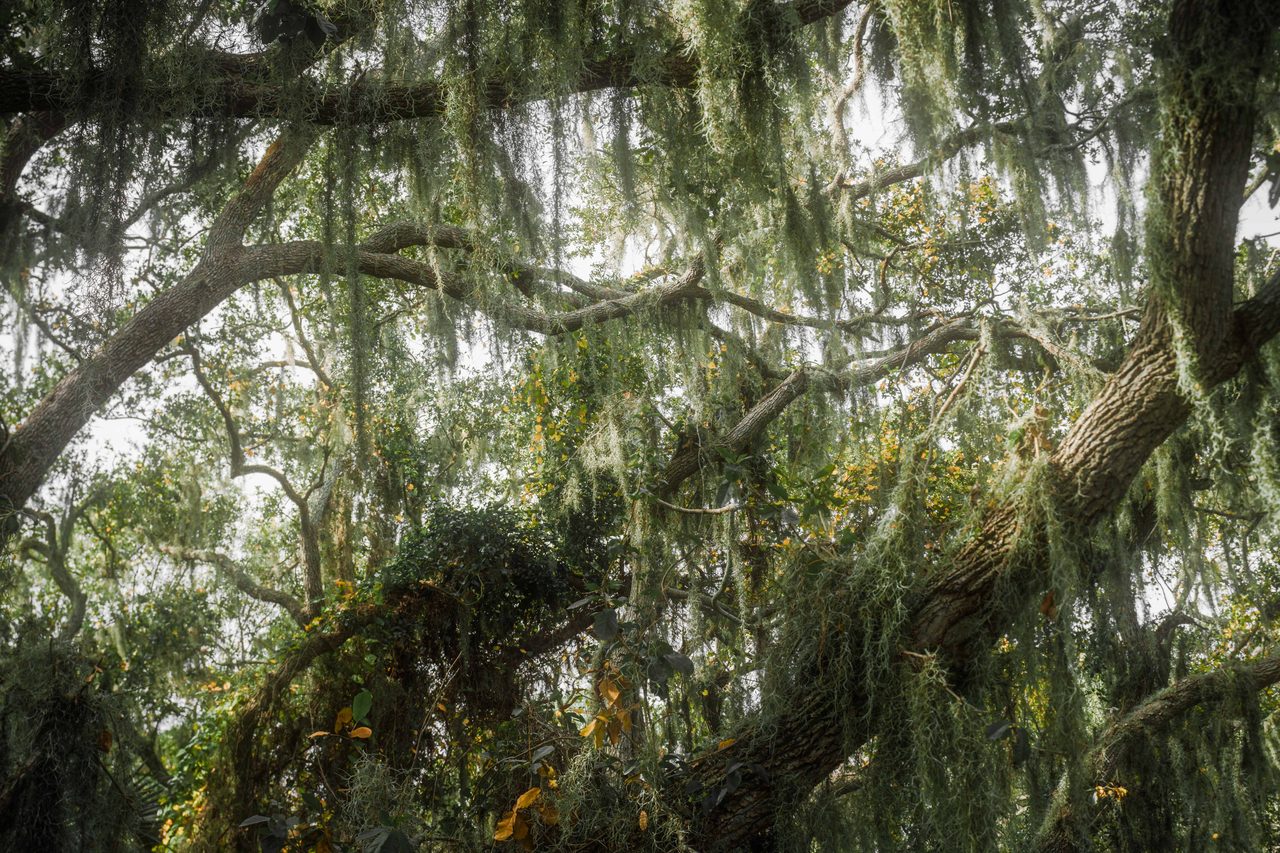 Spanish moss falling over a low limb.