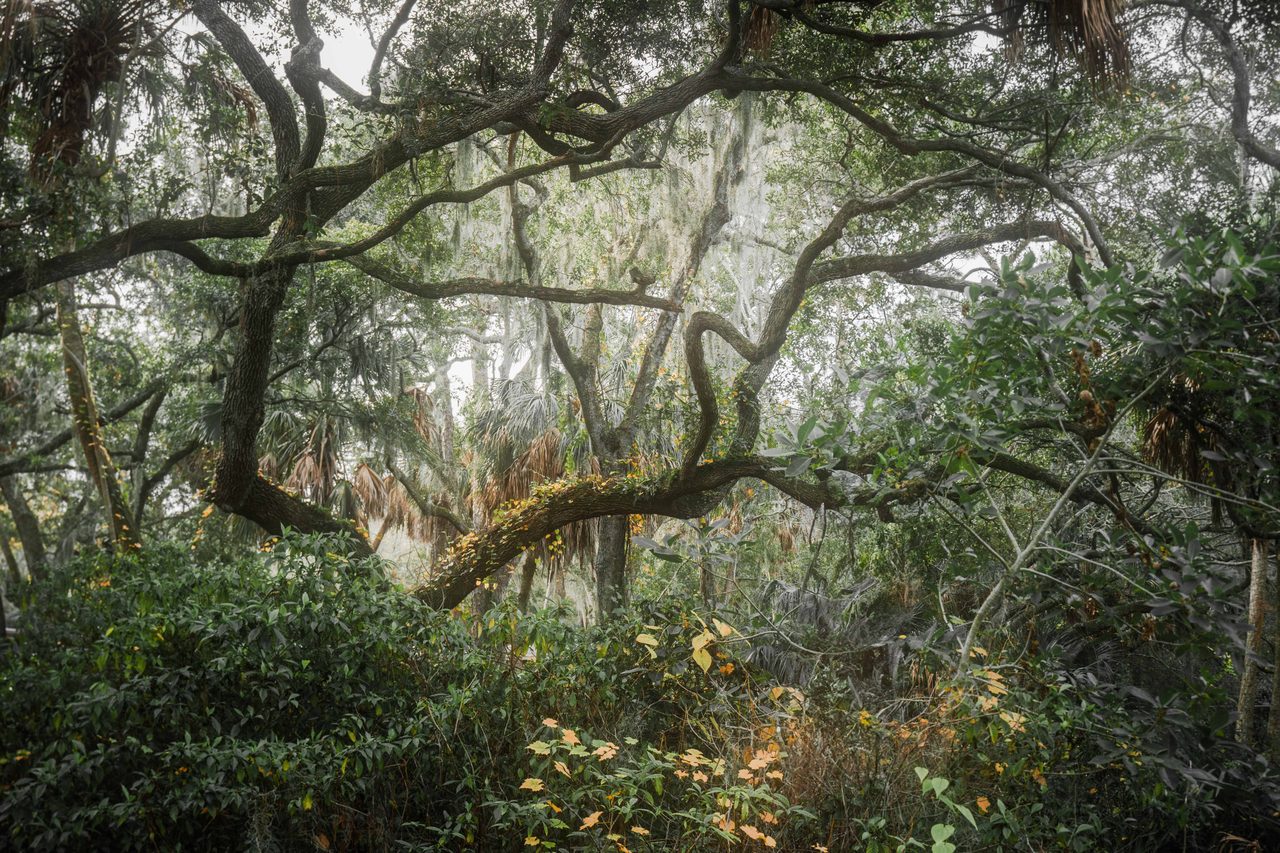 A mossy limb curling through the canopy.