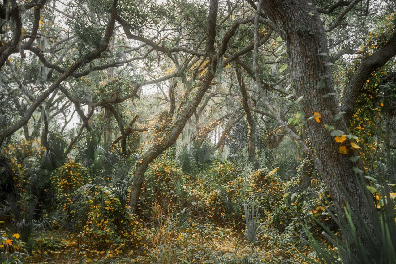An oak trunk wrapped in vines and moss.