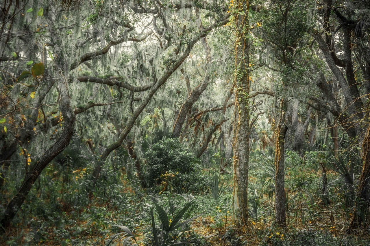 A moss draped tangle with one green palm.