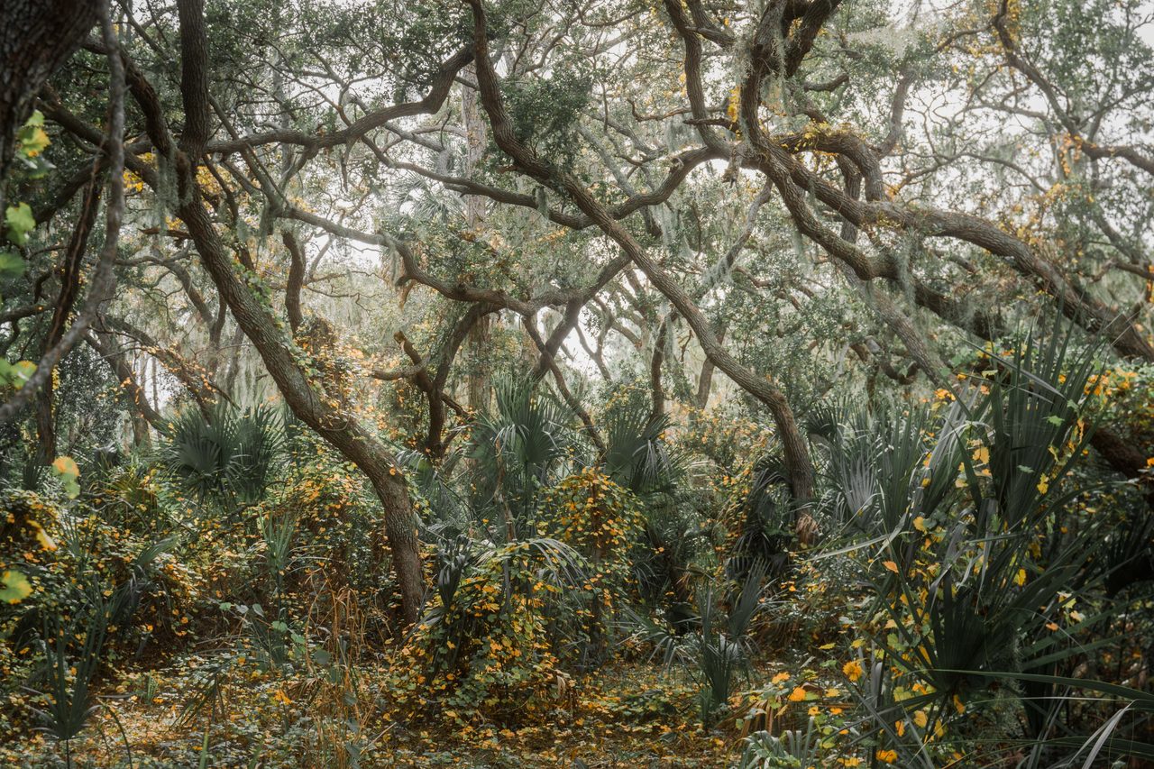 Twisting oaks over palmetto and yellow vines.