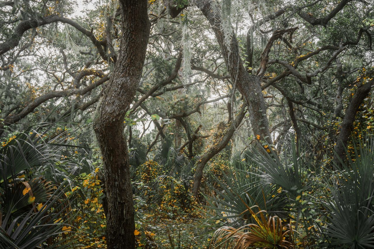 A mossy trunk in a tangle of low limbs.