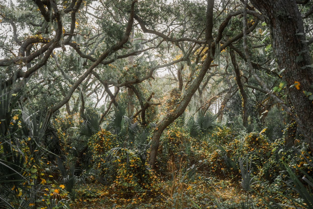 Arched oak limbs over a yellow leaved understory.