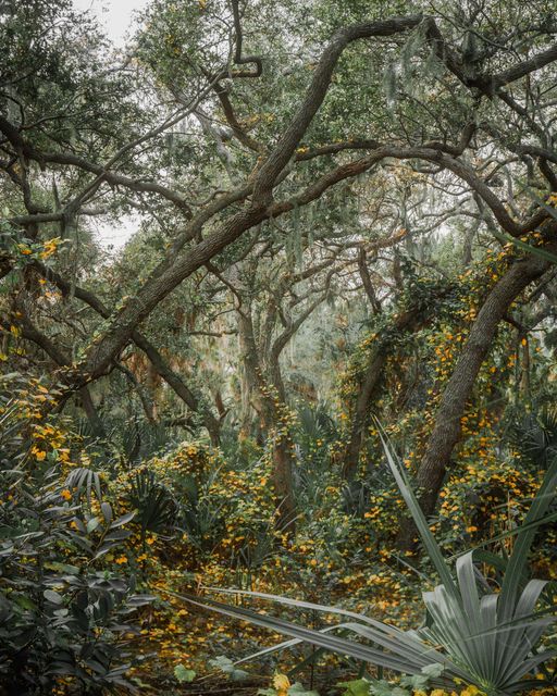 A bent oak over yellow vines and a palmetto fan.