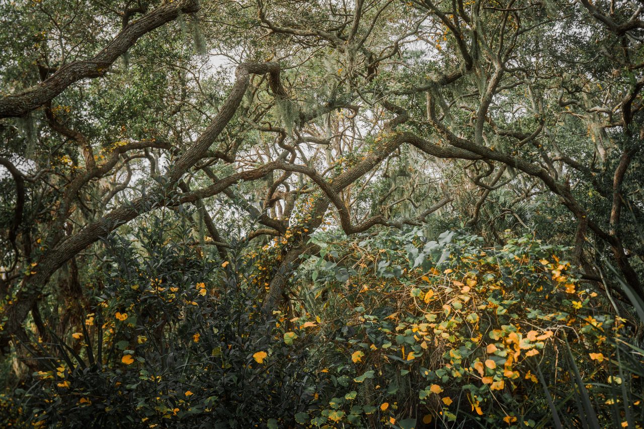 Grape leaves turning yellow under the oak canopy.