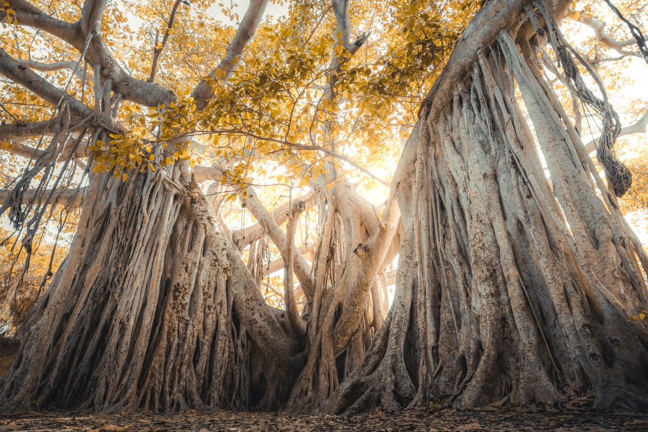 A banyan's aerial roots under a golden canopy, light breaking through.