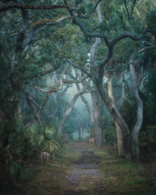 A path under arching oaks and palmetto in blue mist.