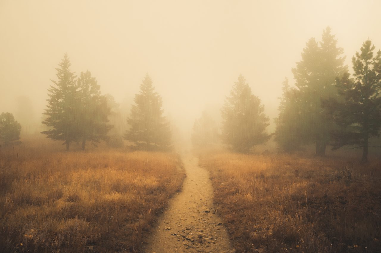 A path through amber grass between pines in warm fog.
