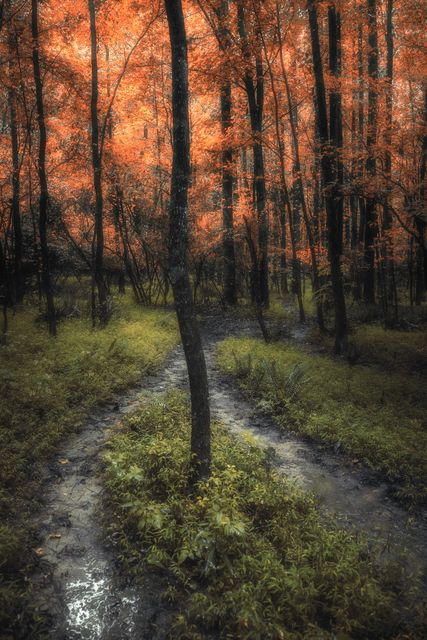 Orange canopy over dark trunks, a wet track parting around a tree.