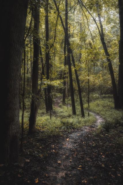 A footpath winding through green and gold saplings.