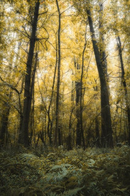 Yellow canopy over ferns, dark trunks rising through.