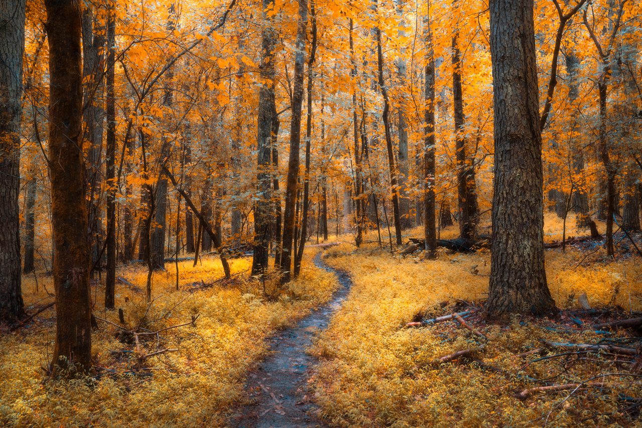 A path curving through a golden wood.
