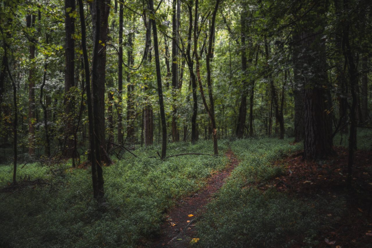 A faint path through a deep green wood.